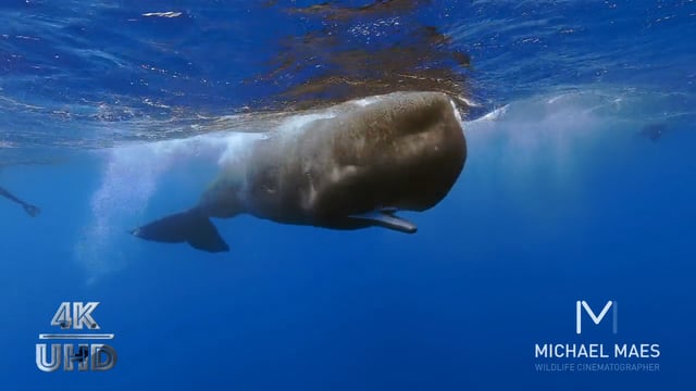 sperm whale rolls over